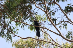 Eudynamys orientalis