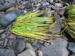 Carex nudata