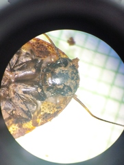 Blaberidae