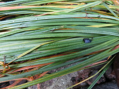 Carex nudata