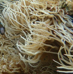 Heteractis crispa