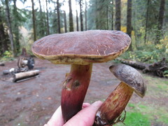 Xerocomellus truncatus