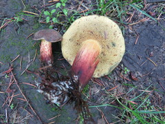 Xerocomellus truncatus