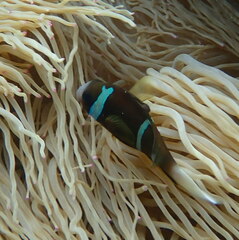 Amphiprion akindynos