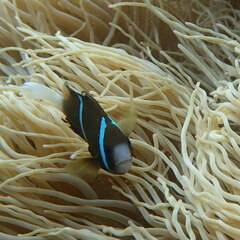 Amphiprion akindynos