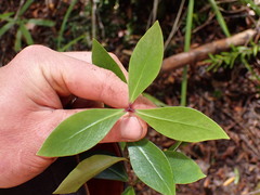 Pittosporum cornifolium