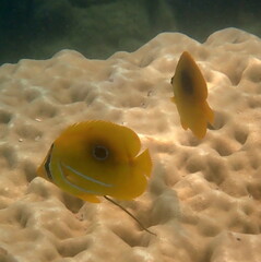 Chaetodon bennetti