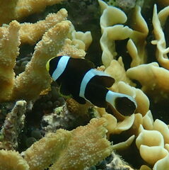 Amphiprion akindynos