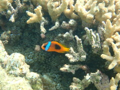 Amphiprion melanopus