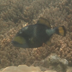 Balistoides viridescens