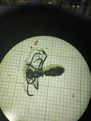 Pachycondyla crassinoda