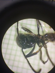 Pachycondyla crassinoda