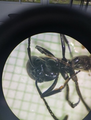 Pachycondyla crassinoda