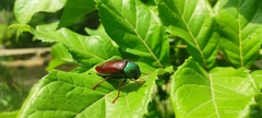 Sternocera chrysis