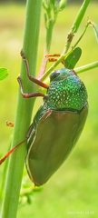 Sternocera chrysis