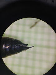 Pachycondyla crassinoda