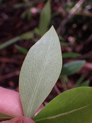 Pittosporum cornifolium