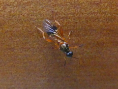 Benhamyia apicalis