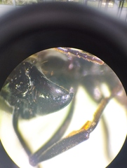 Pachycondyla crassinoda