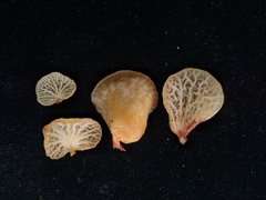 Gloiocephala