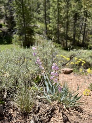Penstemon secundiflorus