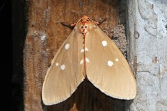 Tinolius eburneigutta