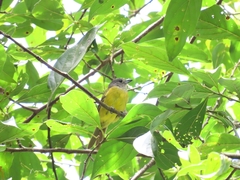 Loriotus luctuosus