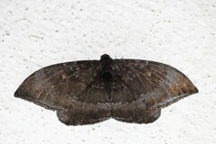 Cyclidia orciferaria