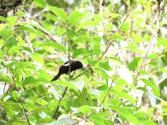 Loriotus luctuosus
