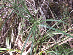 Cyperus meyenianus
