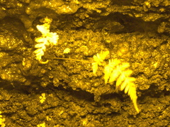 Christella parasitica