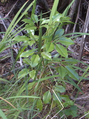 Cheirodendron trigynum