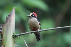 Melanerpes pucherani