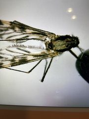 Anopheles punctipennis