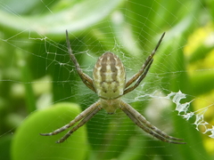 Argiope bullocki