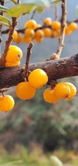 Hippophae salicifolia
