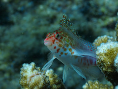 Cirrhitichthys oxycephalus