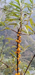 Hippophae salicifolia