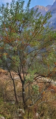 Hippophae salicifolia