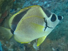 Johnrandallia nigrirostris