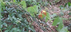 Passiflora cinnabarina