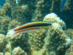 Thalassoma lucasanum