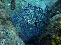 Leptogorgia rigida