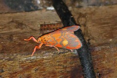 Ammatho cuneonotatus
