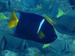 Holacanthus passer