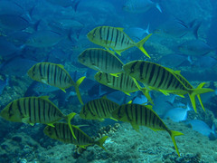 Gnathanodon speciosus