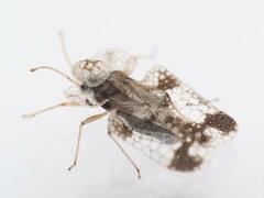 Corythucha juglandis