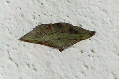 Hypochrosis hyadaria