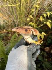 Gomphidius oregonensis