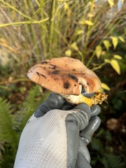 Gomphidius oregonensis